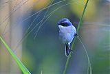 Gray Bushchat